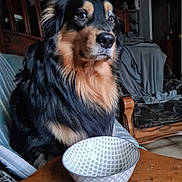 Texas participe au concours pour gagner de l'argent avec cette photo : animal, architecture, bowl, building, canine, chair, cockerspaniel, couch, dog, food, furniture, hardwood, house, housing, pet, puppy, saucer, sphere, staircase, wood