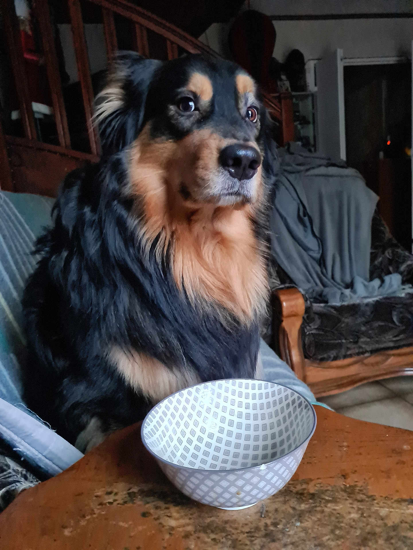 Texas participe au concours pour gagner de l'argent avec cette photo : animal, architecture, bowl, building, canine, chair, cockerspaniel, couch, dog, food, furniture, hardwood, house, housing, pet, puppy, saucer, sphere, staircase, wood