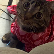 Cinnamon is registered to the contest to win money with this photo: cat, tabby, pet, indoor, curious, red_clothing, heart_pattern, feline, whiskers, looking_up, close_up, animal, domestic_cat, cute, young_cat, soft_fur, ears, eyes, floor, cozy