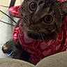 cat, tabby, pet, indoor, curious, red_clothing, heart_pattern, feline, whiskers, looking_up, close_up, animal, domestic_cat, cute, young_cat, soft_fur, ears, eyes, floor, cozy