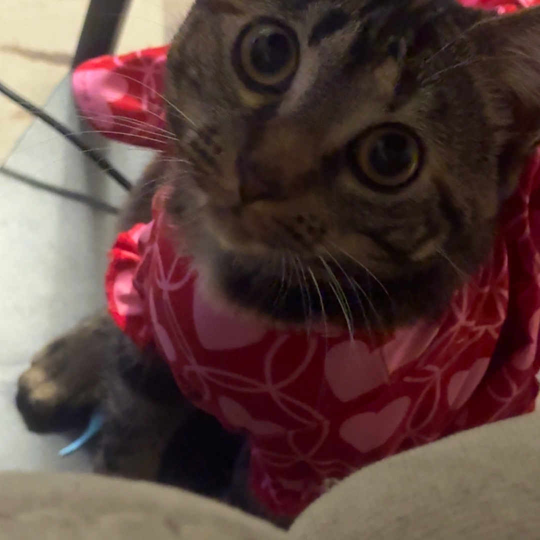 Cinnamon is registered to the contest to win money with this photo: cat, tabby, pet, indoor, curious, red_clothing, heart_pattern, feline, whiskers, looking_up, close_up, animal, domestic_cat, cute, young_cat, soft_fur, ears, eyes, floor, cozy