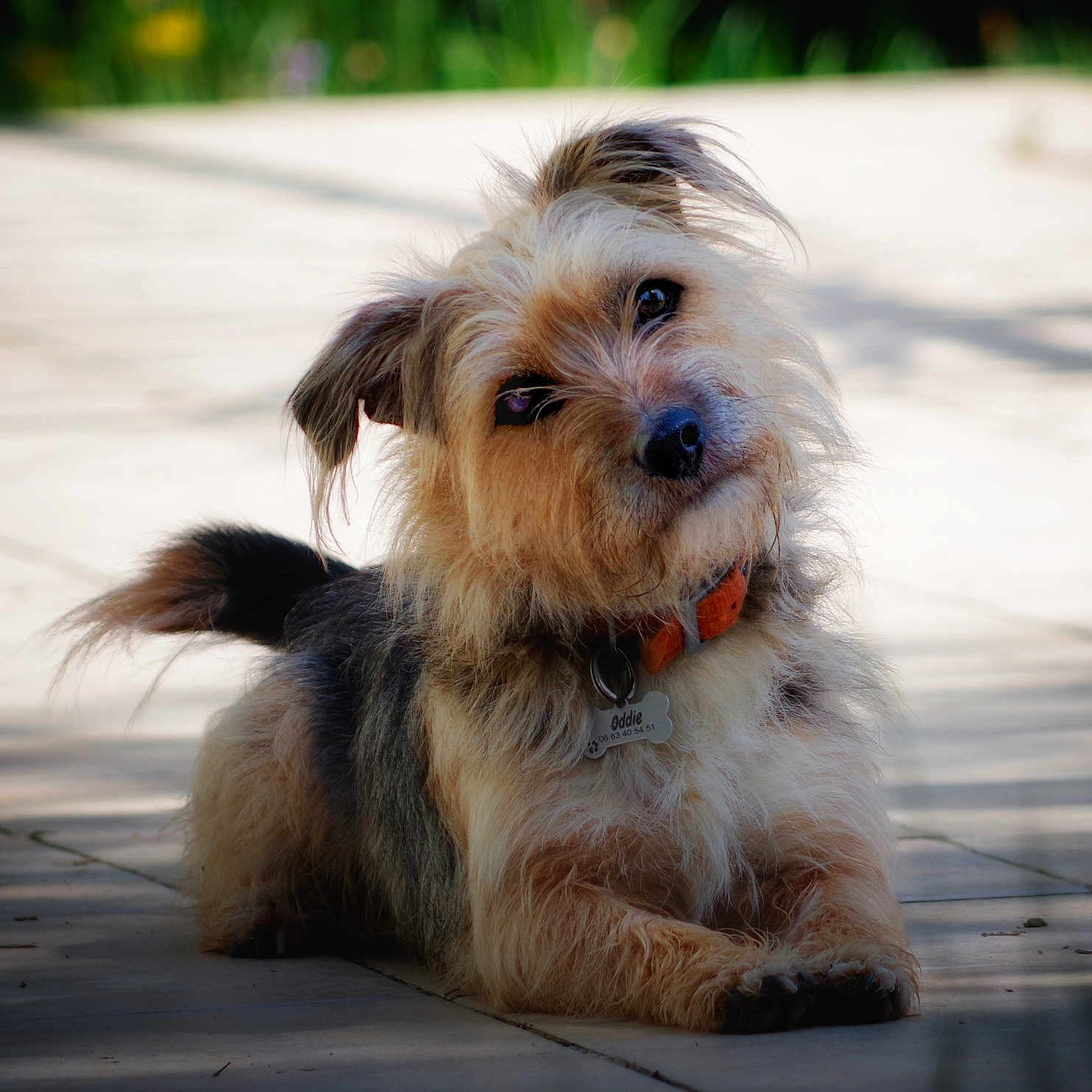 Oddie participe au concours pour gagner de l'argent avec cette photo : adorable, animal, canine, closeup, collar, curious, cute, dog, fur, greenery, lying_down, name_tag, outdoor, pavement, pet, portrait, scruffy, shadow, sunlight, tilted_head