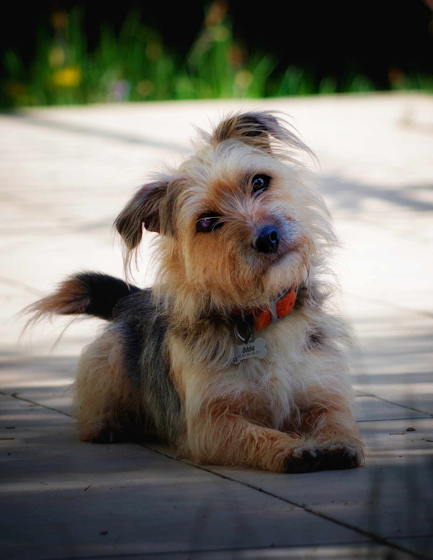 Oddie participe au concours pour gagner de l'argent avec cette photo : adorable, animal, canine, closeup, collar, curious, cute, dog, fur, greenery, lying_down, name_tag, outdoor, pavement, pet, portrait, scruffy, shadow, sunlight, tilted_head