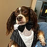 animal, bandana, blue_shirt, bow_tie, brown_fur, casual_clothing, close_up, companion, cute, dog, expression, face, hand, indoor, long_ears, person, pet, portrait, tuxedo, white_fur