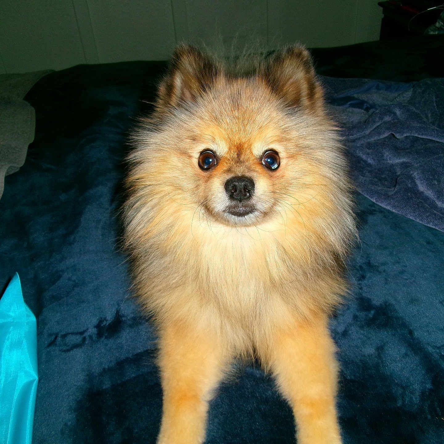 Teddy