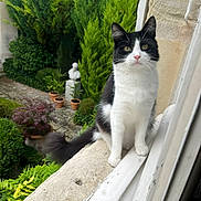 Soko participe au concours pour gagner de l'argent avec cette photo : animal, black_and_white, cat, closeup, curious, daylight, feline, flora, garden, greenery, nature, outdoor, pet, plants, potted_plants, sitting, stone, tail, whiskers, window_ledge