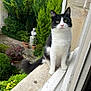 animal, black_and_white, cat, closeup, curious, daylight, feline, flora, garden, greenery, nature, outdoor, pet, plants, potted_plants, sitting, stone, tail, whiskers, window_ledge