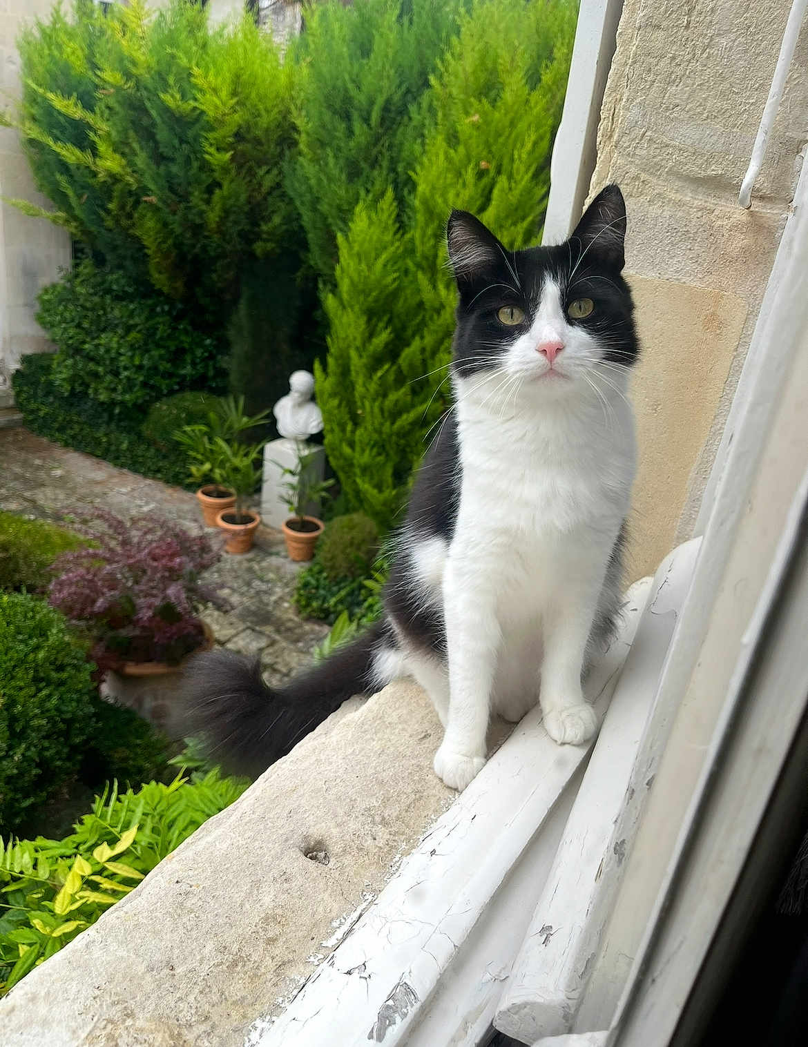 Soko