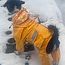 dog, yellow_raincoat, snow, outdoor, pet, winter, cold_weather, animal, fur, footprints, curious, canine, black_and_white, coat, puddle, paw_prints, small_dog, protective_clothing, standing, back_view