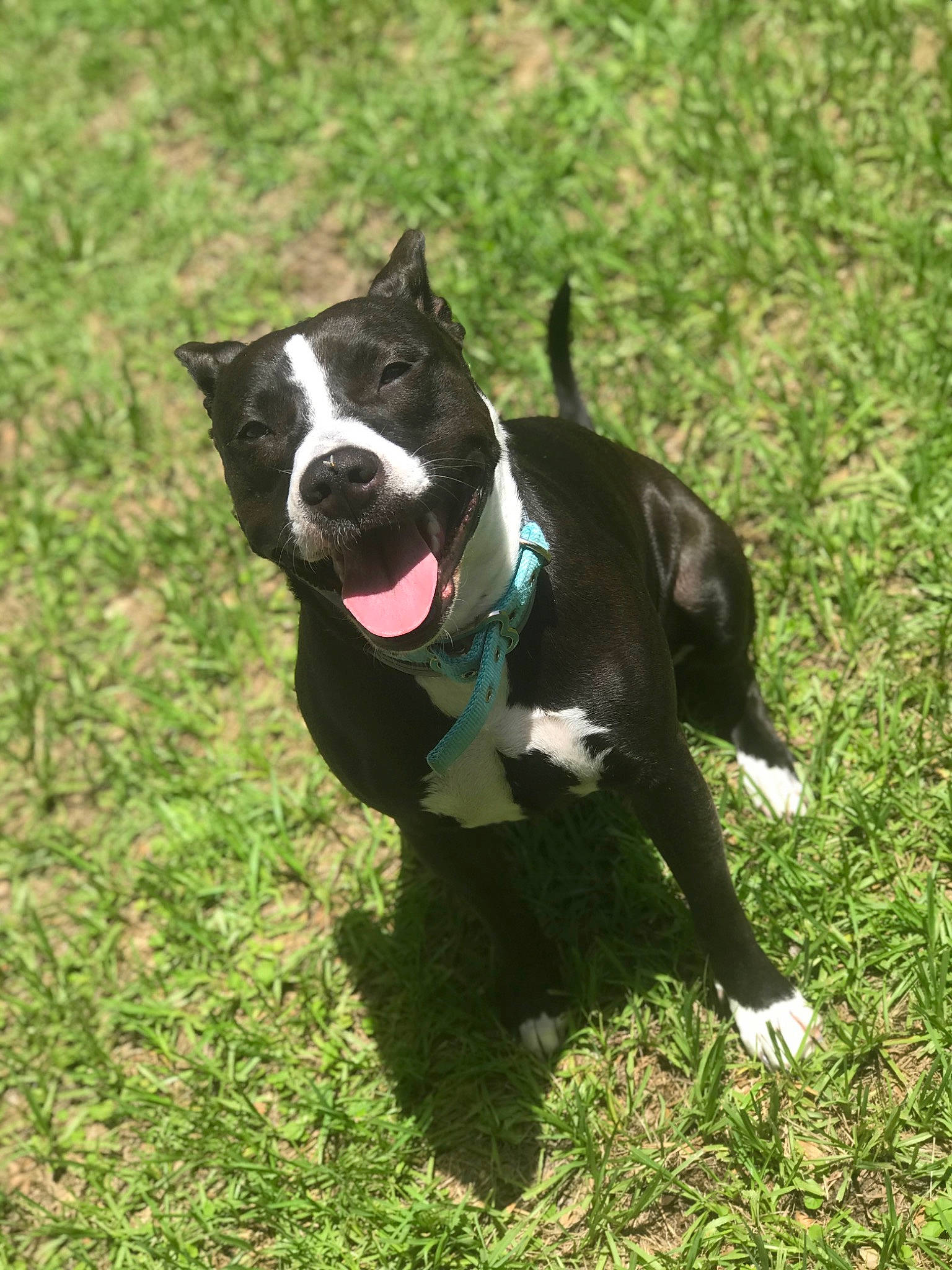 Khaleesi joined the competition — help win amazing prizes! borador, boston_terrier, canidae, carnivore, collar, companion_dog, dog, dog_breed, dog_collar, dog_supply, fashion_accessory, fawn, grass, leash, pet_supply, plant, snout, sporting_group, tail, working_animal