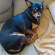 Tazz joined the competition — help win amazing prizes! dog, pet, indoor, couch, pillow, black, tan, small_dog, canine, fur, ears, eyes, resting, relaxed, home, animal, companion, cute, looking, lying_down