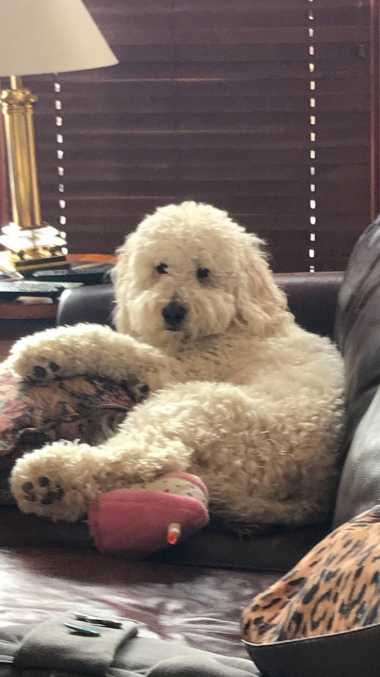 Lulu joined the competition — help win amazing prizes! bolognese, canidae, carnivore, companion_dog, dog, dog_breed, goldendoodle, komondor, labradoodle, lagotto_romagnolo, maltepoo, mammal, non_sporting_group, poodle, puppy, spanish_water_dog, sporting_group, standard_poodle, toy_poodle, vertebrate