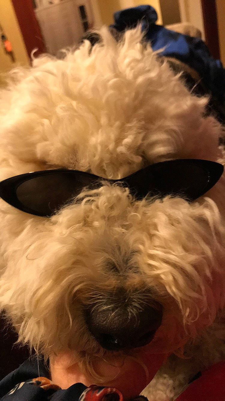 Lulu joined the competition — help win amazing prizes! bolognese, bolonka, canidae, carnivore, dog, dog_breed, ear, fur, irish_soft_coated_wheaten_terrier, lagotto_romagnolo, maltepoo, maltese, puppy, rare_breed_dog, schnoodle, sealyham_terrier, small_terrier, snout, terrier, toy_dog