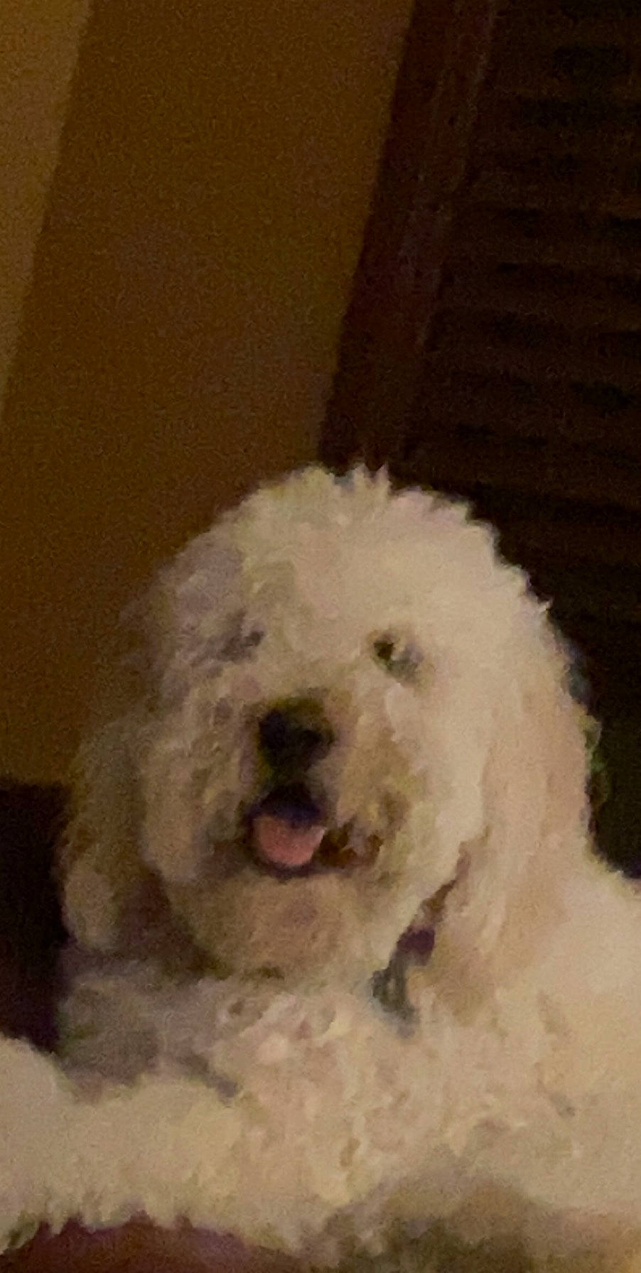 Lulu is registered to the contest to win money with this photo: bichon, bichon_frise, bolognese, bolonka, canidae, carnivore, dog, dog_breed, havanese, lagotto_romagnolo, maltepoo, maltese, mammal, miniature_poodle, nose, old_english_sheepdog, poodle_crossbreed, terrier, toy_poodle, vertebrate