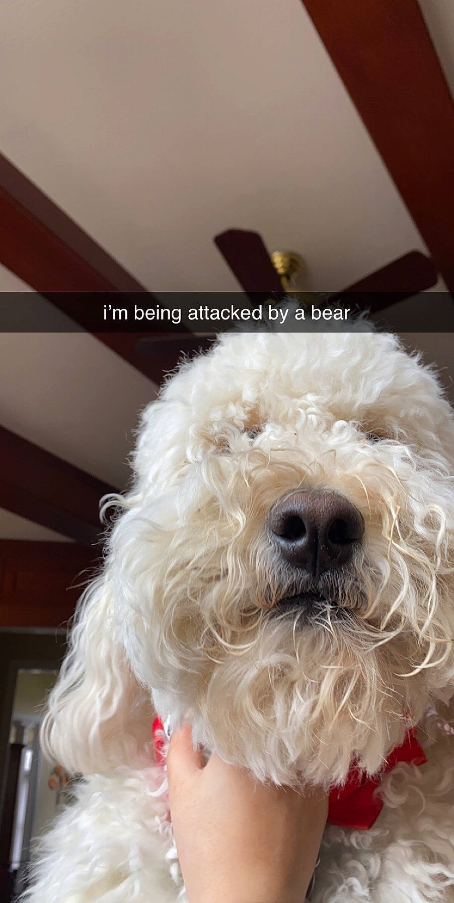 Lulu joined the competition — help win amazing prizes! bichon, bichon_frise, bolognese, bolonka, canidae, carnivore, companion_dog, dog, dog_breed, havanese, maltepoo, maltese, mammal, non_sporting_group, rare_breed_dog, sporting_group, terrier, toy_dog, toy_poodle, vertebrate