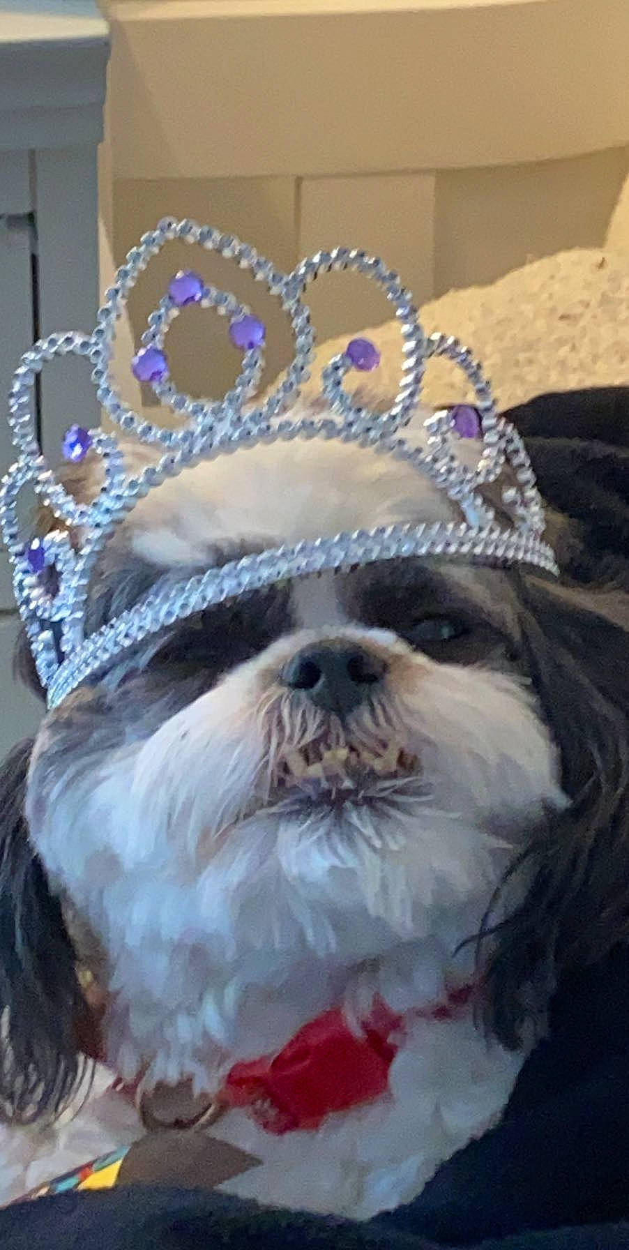 Tiny is registered to the contest to win money with this photo: canidae, carnivore, chinese_imperial_dog, companion_dog, dog, dog_breed, dog_clothes, ear, fashion_accessory, fur, headgear, headpiece, lhasa_apso, non_sporting_group, puppy, shih_tzu, snout, tiara, toy_dog
