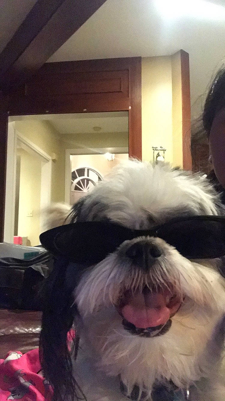 Tiny is registered to the contest to win money with this photo: canidae, carnivore, companion_dog, dog, dog_breed, ear, fur, kyi_leo, maltese, mammal, non_sporting_group, old_english_sheepdog, puppy, rare_breed_dog, shih_tzu, snout, tibetan_terrier, toy_dog