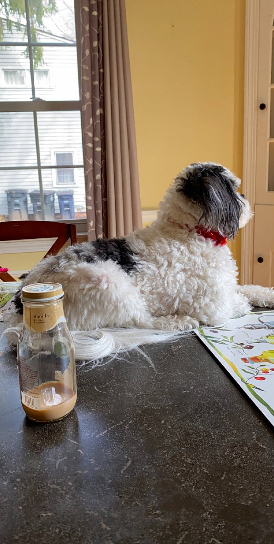 Tiny is registered to the contest to win money with this photo: bolonka, canidae, carnivore, cockapoo, companion_dog, dog, dog_breed, floor, flooring, havanese, irish_soft_coated_wheaten_terrier, non_sporting_group, poodle_crossbreed, shih_tzu, sporting_group, tibetan_terrier, toy_dog