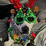 dog, christmas, holiday, glasses, antlers, tinsel, festive, decorations, costume, black_and_white, pet, cute, indoors, bed, blanket, jingle_bells, green, red, lights, portrait