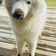 Harvey is registered to the contest to win money with this photo: dog, white_dog, blue_eyes, muddy_paws, muddy_snout, outdoor, wooden_deck, pet, animal, fluffy, canine, nature, playful, curious, standing, fur, ears, nose, daylight, backyard