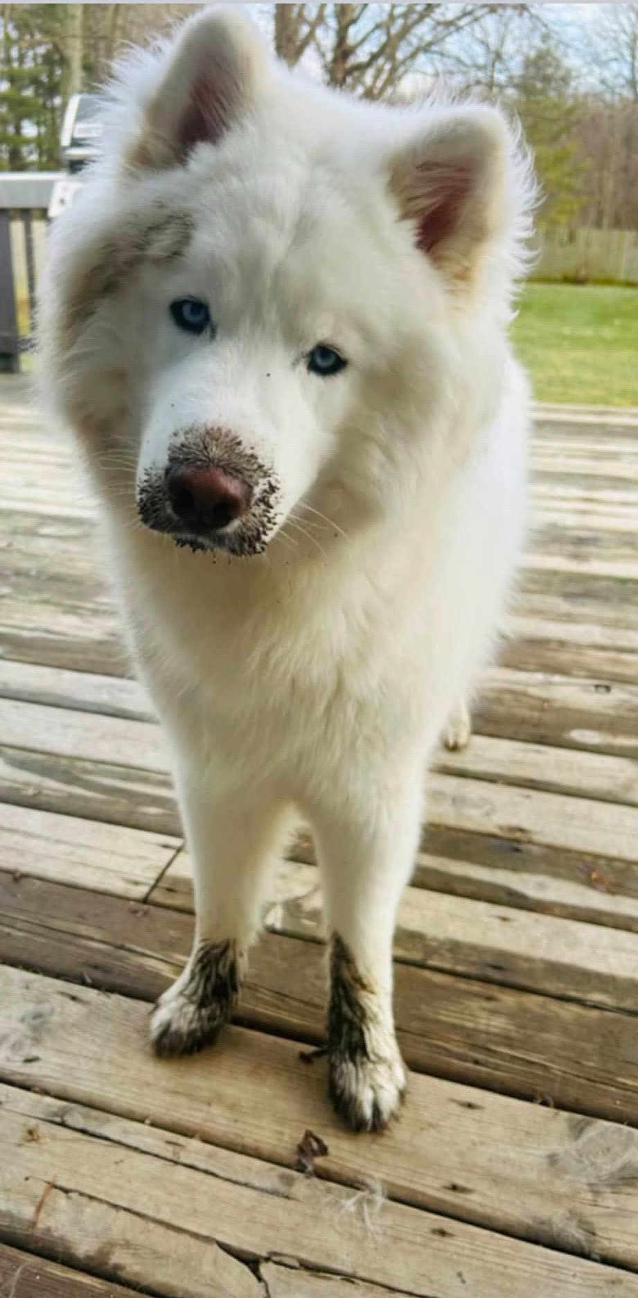 Harvey is registered to the contest to win money with this photo: dog, white_dog, blue_eyes, muddy_paws, muddy_snout, outdoor, wooden_deck, pet, animal, fluffy, canine, nature, playful, curious, standing, fur, ears, nose, daylight, backyard