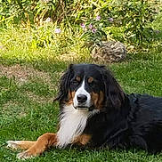 Louna participe au concours pour gagner de l'argent avec cette photo : dog, bernese_mountain_dog, pet, outdoor, garden, grass, lying_down, black_fur, white_fur, brown_markings, long_hair, floppy_ears, large_dog, canine, animal_portrait, nature, flowers, greenery, daylight, relaxed