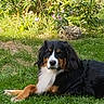dog, bernese_mountain_dog, pet, outdoor, garden, grass, lying_down, black_fur, white_fur, brown_markings, long_hair, floppy_ears, large_dog, canine, animal_portrait, nature, flowers, greenery, daylight, relaxed