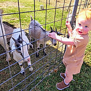 Henry joined the competition — help win amazing prizes! toddler, child, goat, animal, fence, grass, outdoor, sunlight, petting, baby, young_child, nature, daylight, shoes, clothing, playful, farm, curious, person, summer