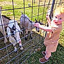 animal, baby, child, clothing, curious, daylight, farm, fence, goat, grass, nature, outdoor, person, petting, playful, shoes, summer, sunlight, toddler, young_child