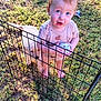 Henry is registered to the contest to win money with this photo: toddler, child, puppy, dog, ball, fence, grass, outdoor, sunlight, barefoot, curious, pet, baby, playing, metal_fence, daytime, animal, young_child, happy, nature