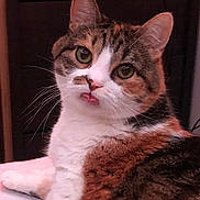 Melody joined the competition — help win amazing prizes! cat, tabby, white_fur, tongue_out, pet, feline, whiskers, ears, cute, domestic_animal, close_up, indoor, soft_fur, relaxed, animal_face, looking_at_camera, playful, resting, fur_texture, big_eyes
