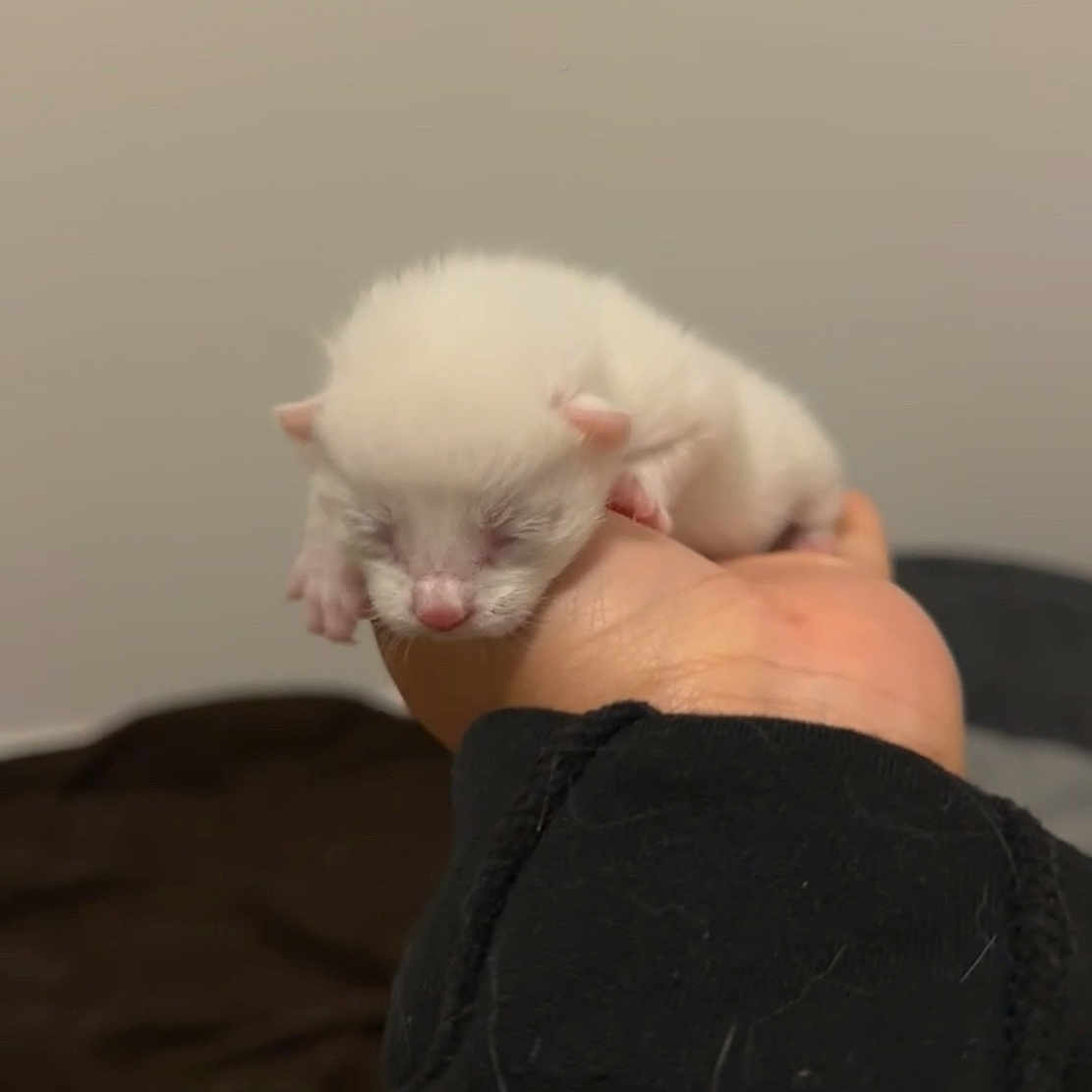 Ayaa a rejoint le concours — aidez-le/la à gagner de superbes lots ! animal, cozy, cute, domestic, feline, fur, hand, holding, indoor, kitten, mammal, newborn, person, pet, resting, sleeping, small, soft, white, young