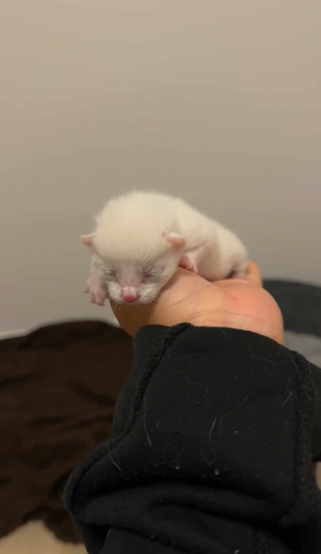 Ayaa a rejoint le concours — aidez-le/la à gagner de superbes lots ! kitten, newborn, animal, pet, white, hand, indoor, sleeping, cute, small, feline, soft, person, holding, young, mammal, cozy, domestic, resting, fur