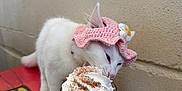 Ayaa participe au concours pour gagner de l'argent avec cette photo : cat, white_cat, hat, crocheted_hat, pink_hat, whipped_cream, hot_chocolate, glass, table, spoon, plate, beverage, indoor, cute, pet, animal, curious, wall, daisy, drink