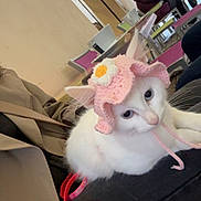 Ayaa a rejoint le concours — aidez-le/la à gagner de superbes lots ! cat, white_cat, pink_hat, crocheted_hat, flower_hat, leash, indoor, cafe, person, lap, seated, table, chair, pet, animal, cute, calm, cozy, relaxed, background_people
