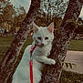 Ayaa a rejoint le concours — aidez-le/la à gagner de superbes lots ! cat, white_cat, tree, leash, outdoor, park, animal, pet, nature, grass, curious, feline, climbing, trunk, young_cat, daylight, closeup, walking_leash, mammal, greenery