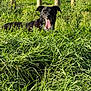 Gohan a rejoint le concours — aidez-le/la à gagner de superbes lots ! dog, black_dog, panting, tongue_out, grass, tall_grass, outdoors, nature, meadow, wildflowers, fence_posts, sunlight, green, pet, canine, collar, happy, portrait, sitting, field