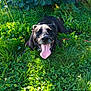 Gohan a rejoint le concours — aidez-le/la à gagner de superbes lots ! dog, black_dog, panting, tongue_out, grass, clover, greenery, outdoor, sunlight, happy, pet, leash, shrub, foliage, nature, canine, portrait, closeup, relaxing, smile