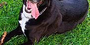 Gohan participe au concours pour gagner de l'argent avec cette photo : dog, black_dog, tongue_out, grass, outdoors, happy, panting, chain_collar, stick, lying_down, pet, canine, portrait, smile, daylight, lawn, playful, close_up, white_marking, fence