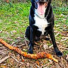 Gohan a rejoint le concours — aidez-le/la à gagner de superbes lots ! black_dog, chest_patch, chewed_stick, closeup, collar, dog, ears, grass, happy, leaves, muddy_muzzle, nature, outdoor, paws, portrait, sitting, stick, tongue_out, tree_bark, woods