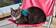 Orion participe au concours pour gagner de l'argent avec cette photo : cat, tabby, animal, pet, chair, pink_chair, harness, outdoor, grass, patio, tile_floor, curious, sitting, feline, domestic_cat, looking_at_camera, relaxed, daylight, small_chair, closeup