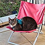 cat, tabby, animal, pet, chair, pink_chair, harness, outdoor, grass, patio, tile_floor, curious, sitting, feline, domestic_cat, looking_at_camera, relaxed, daylight, small_chair, closeup