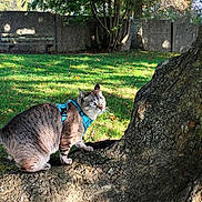 Orion a rejoint le concours — aidez-le/la à gagner de superbes lots ! cat, animal, pet, outdoor, tree, grass, harness, nature, park, sunlight, greenery, mammal, feline, curious, daylight, bench, stone_wall, leaves, shade, walking
