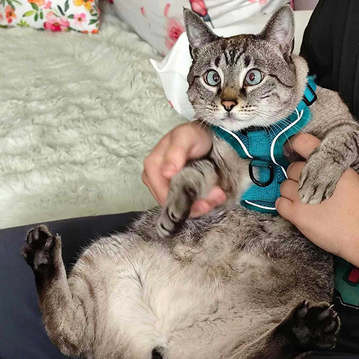 Orion a rejoint le concours — aidez-le/la à gagner de superbes lots ! animal, blanket, cat, comfort, couch, cute, domestic, feline, floral, fur, hand, harness, holding, indoor, paws, person, pet, pillow, surprised, wide_eyes