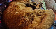 Bandit joined the competition — help win amazing prizes! cat, cats, tabby, sleeping, cuddling, two_animals, furry, pet, cozy, relaxed, nap, indoors, blanket, couch, pillow, close_up, brown_fur, striped_fur, curled_up, cute