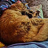 cat, cats, tabby, sleeping, cuddling, two_animals, furry, pet, cozy, relaxed, nap, indoors, blanket, couch, pillow, close_up, brown_fur, striped_fur, curled_up, cute