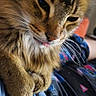 Bandit joined the competition — help win amazing prizes! cat, tabby_cat, fluffy, fur, whiskers, tongue, sitting, portrait, close_up, indoors, pet, animal, brown_fur, striped_fur, blue_fabric, patterned_blanket, colorful_background, cozy, cute, focused