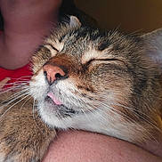 Bandit joined the competition — help win amazing prizes! cat, sleeping, close_up, pet, fur, whiskers, ears, nose, tongue, blep, tabby, brown_fur, white_fur, relaxed, cuddling, human_hand, indoor, portrait, peaceful, adorable