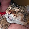 cat, sleeping, close_up, pet, fur, whiskers, ears, nose, tongue, blep, tabby, brown_fur, white_fur, relaxed, cuddling, human_hand, indoor, portrait, peaceful, adorable