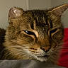 Bandit joined the competition — help win amazing prizes! cat, tabby_cat, feline, close_up, portrait, face, whiskers, fur, brown_fur, striped_fur, green_eyes, sleepy, relaxed, side_eye, nose, ears, indoor, couch, red_cushion, pet